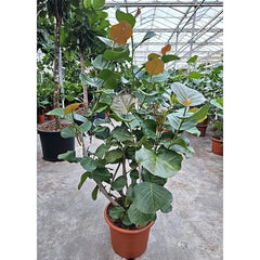 200 - 220cm XXL Coccoloba Uvifera 45cm Pot House Plant