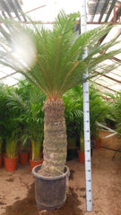 200 - 220cm XXL Cycas Revoluta 50cm Pot House Plant