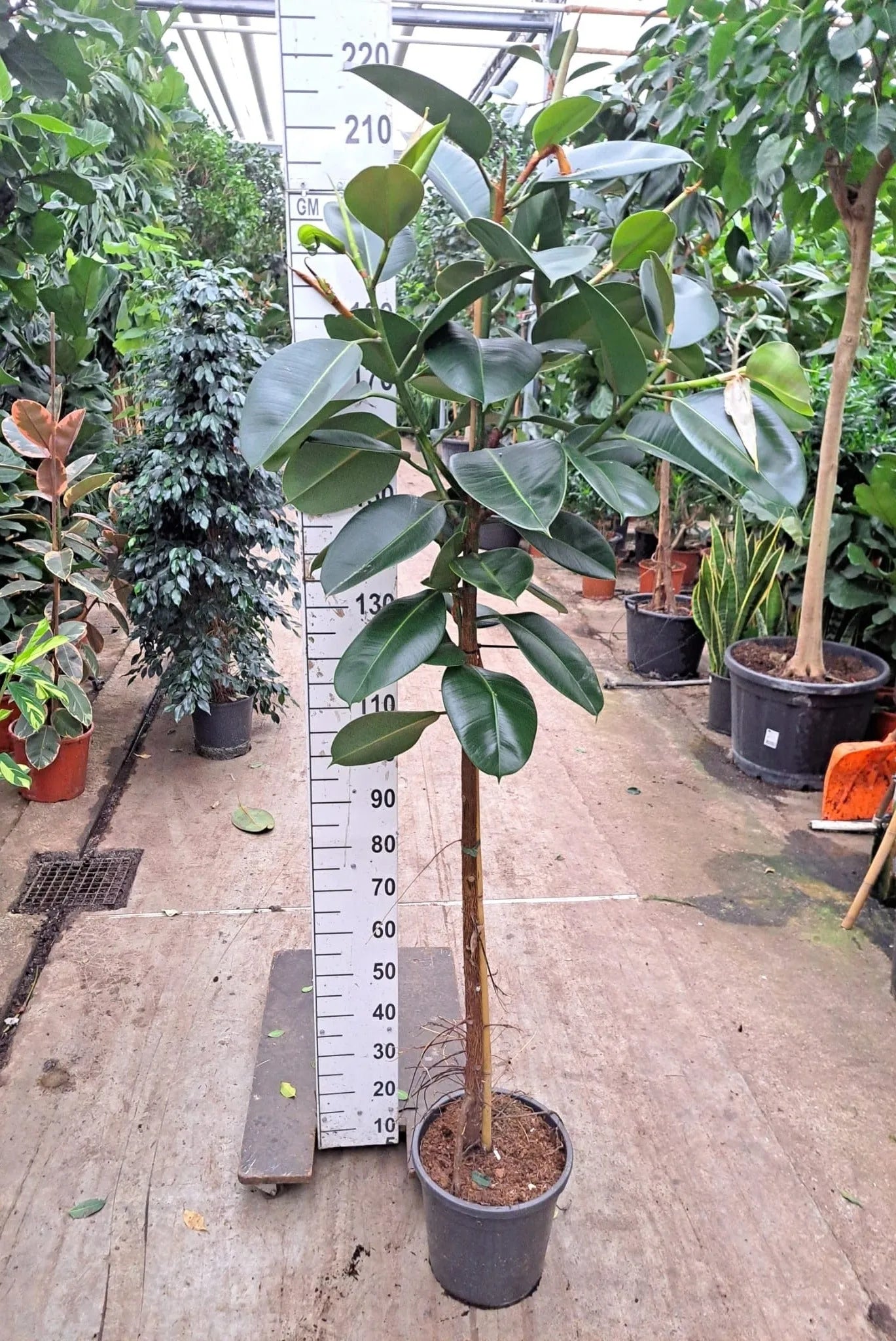 200 - 220cm XXL Ficus Elastica Robusta 30cm Pot House Plant