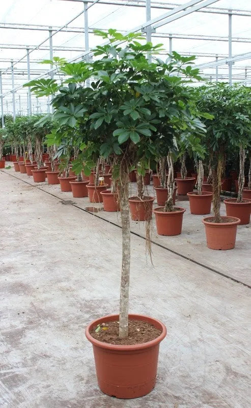 200 - 240cm XXL Schefflera Arboricola Compacta 50cm Pot House Plant