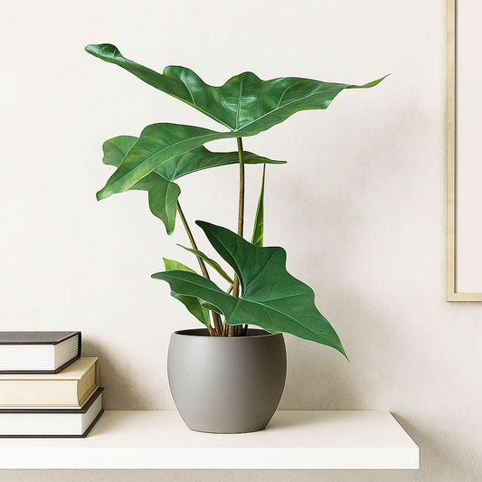 20 - 25cm Alocasia Nycteris Batwing House Plant 10.5cm Pot