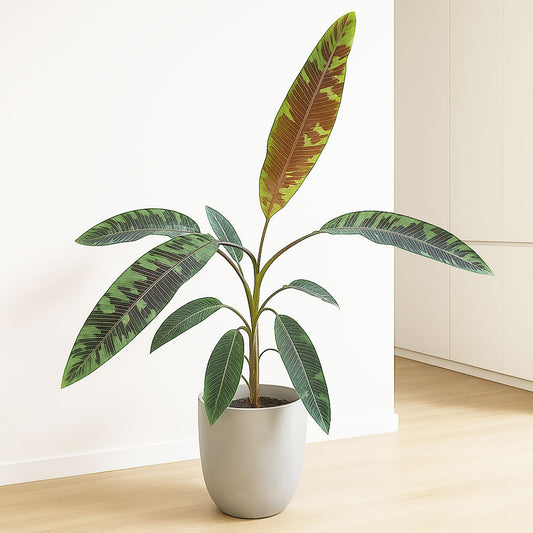 160 - 180cm Musa Acuminata Zebrina Banana House Plant 27cm Pot