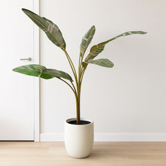 Musa Nono Banana House Plant