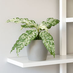 15 - 25cm Ficus Snowstorm Aspera Variegated 9cm Pot House Plant