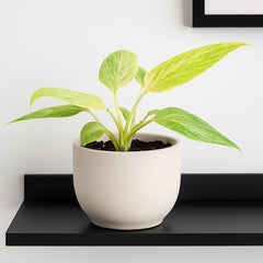 10 - 15cm Homalomena Sulcata Cream Frost 10.5cm Pot House Plant