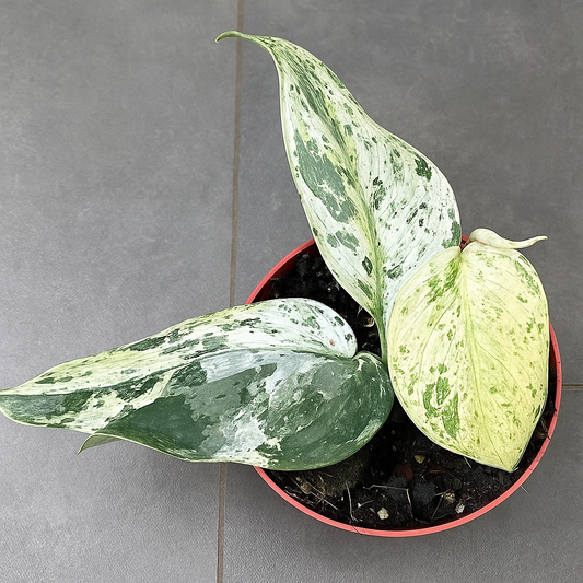 10 - 15cm Marble Scindapsus Jade Satin 10.5cm Pot House Plant