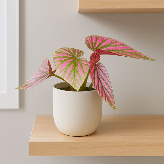 15 - 25cm Begonia Brevirimosa House Plant 10.5cm Pot