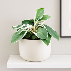 15 - 20cm Homalomena Wallisii Camouflage Variegata House Plant 10.5cm Pot