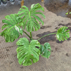 60 - 80cm Extremely Rare Starlight Thai Constellation Monstera Cheese Plant 17cm Pot