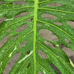 60 - 80cm Extremely Rare Starlight Thai Constellation Monstera Cheese Plant 17cm Pot