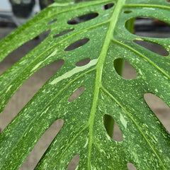 60 - 80cm Extremely Rare Starlight Thai Constellation Monstera Cheese Plant 17cm Pot