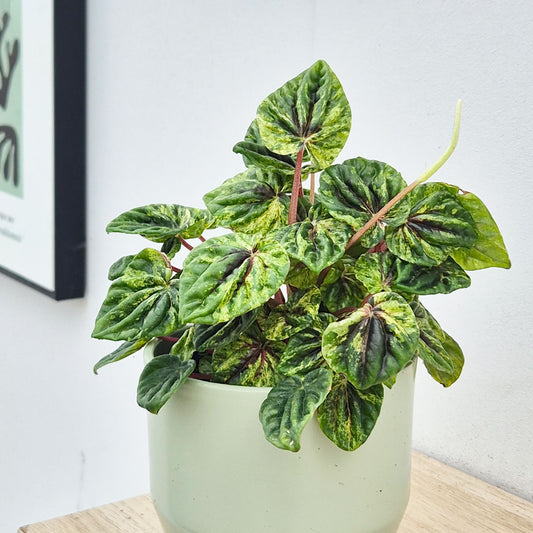 15 - 20cm Peperomia Caperata Buenos Aires House Plant in 12cm Pot