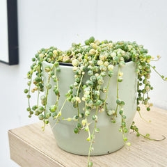 10 - 15cm Variegated String of Pearls Senecio Rowleyanus 12cm Pot House Plant