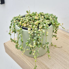 10 - 15cm Variegated String of Pearls Senecio Rowleyanus 12cm Pot House Plant