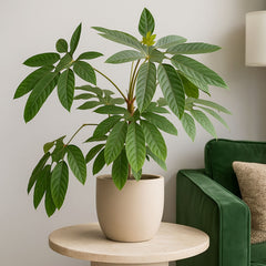 40 - 60cm Trevesia Burckii Ghost Foot 14cm Pot House Plant
