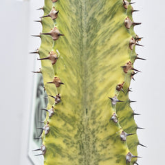 45 - 55cm Euphorbia Marmorata Variegated 17cm Pot House Plant