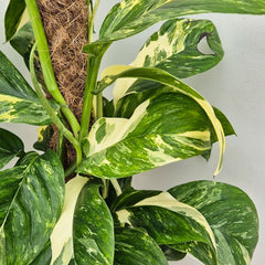 45 - 55cm Monstera Laniata Variegated Pothos on Mosspole 17cm Pot House Plant