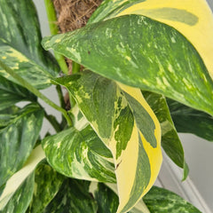 45 - 55cm Monstera Laniata Variegated Pothos on Mosspole 17cm Pot House Plant