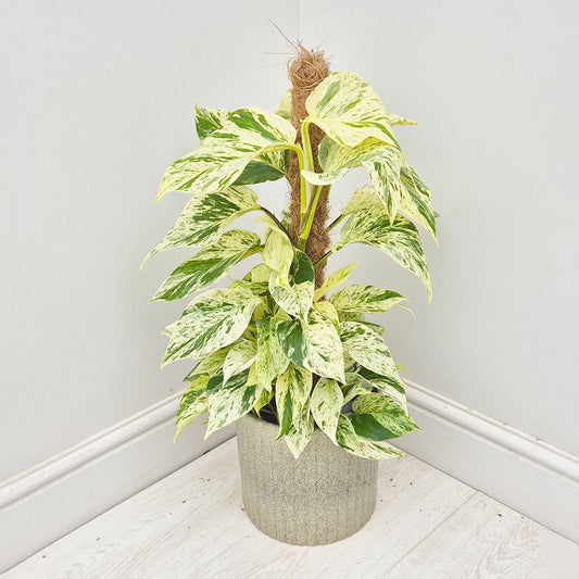 45 - 55cm Epipremnum Snow Leopard Pothos on Mosspole 17cm Pot House Plant