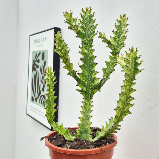35 - 45 cm Euphorbia Mayuranthii Variegated Cactus House Plant 17cm Pot