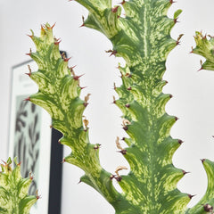 35 - 45 cm Euphorbia Mayuranthii Variegated Cactus House Plant 17cm Pot