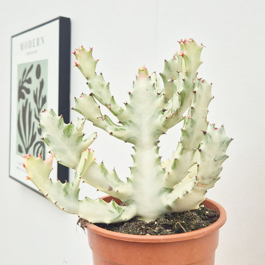 35 - 45cm Euphorbia Lactea Ghost Cactus House Plant 17cm Pot