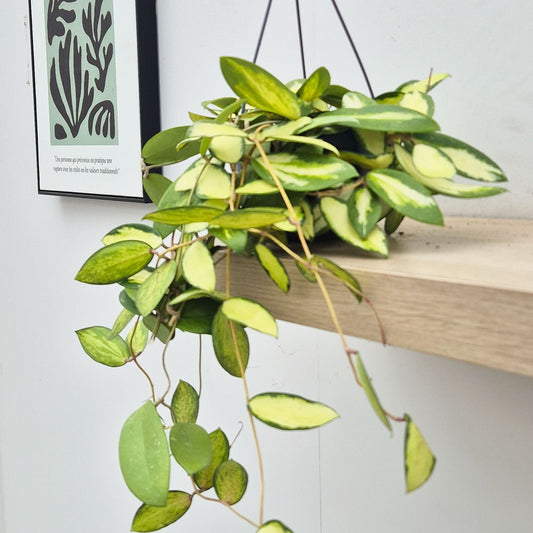 20 - 30cm Hoya Acuta Houseplant in Hanging 14cm Pot