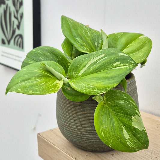 10 - 20cm Epipremnum Rubicon Pothos 12cm Pot House Plant