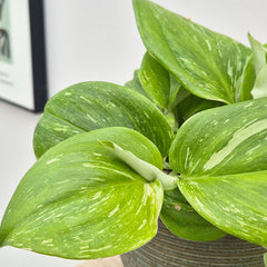 10 - 20cm Epipremnum Rubicon Pothos 12cm Pot House Plant