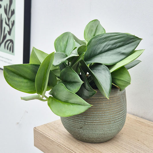 15 - 25cm Treubii Moonlight Pothos Scindapsus 12cm Pot House Plant