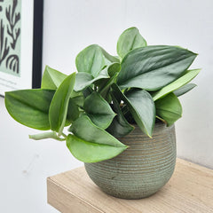 15 - 25cm Treubii Moonlight Pothos Scindapsus 12cm Pot House Plant