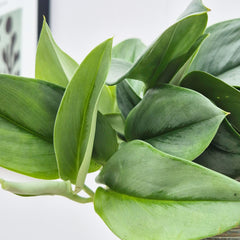 15 - 25cm Treubii Moonlight Pothos Scindapsus 12cm Pot House Plant