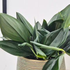 20 - 30cm Treubii Dark Form Pothos Epipremnum 12cm Pot House Plant