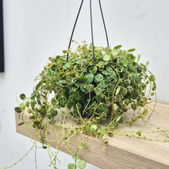 20 - 30cm Peperomia Prostrata Radiator House Plant 14cm Hanging Pot