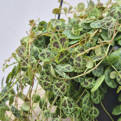 20 - 30cm Peperomia Prostrata Radiator House Plant 14cm Hanging Pot