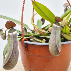 20 - 30cm Nepenthes Albomarginata in Hanging Pot Monkey Jars 14cm Pot House Plant