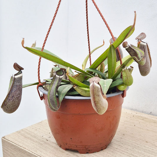 20 - 30cm Nepenthes Albomarginata in Hanging Pot Monkey Jars 14cm Pot House Plant