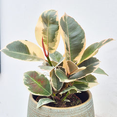 15 - 20cm Ficus Tineke Bush Form House Plant 10cm Pot