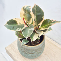 15 - 20cm Ficus Tineke Bush Form House Plant 10cm Pot