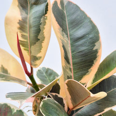 15 - 20cm Ficus Tineke Bush Form House Plant 10cm Pot