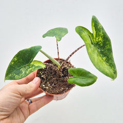 15 - 20cm Variegated Alocasia Zebrina in 9cm Pot