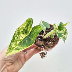 15 - 20cm Variegated Alocasia Zebrina in 9cm Pot