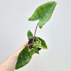 15 - 20cm Variegated Alocasia Zebrina in 9cm Pot
