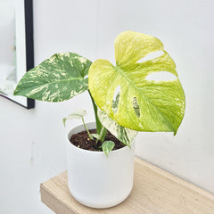 25 - 35cm Mint Monstera Deliciosa Cheese House Plant 14cm Pot