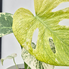 25 - 35cm Mint Monstera Deliciosa Cheese House Plant 14cm Pot
