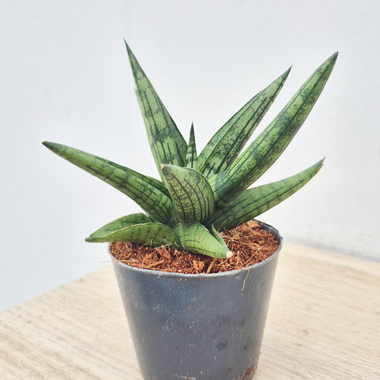 10 - 15cm Sansevieria Cylindrica 7cm Pot House Plant