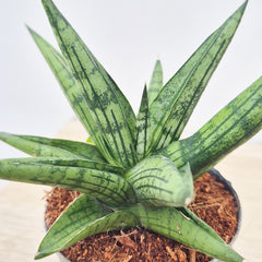 10 - 15cm Sansevieria Cylindrica 7cm Pot House Plant