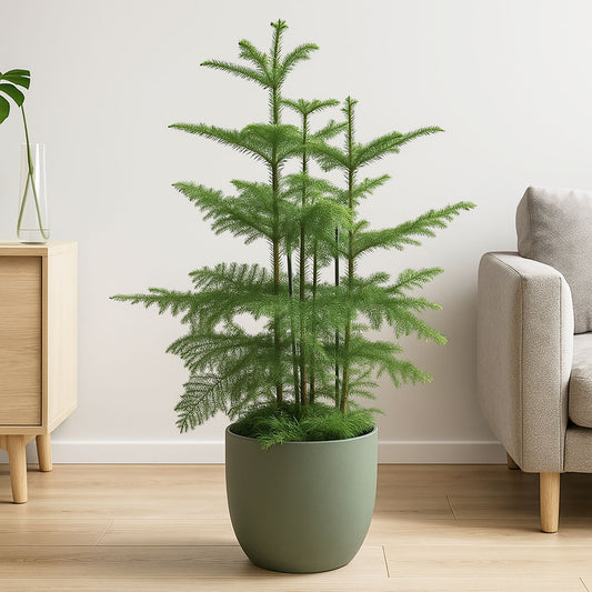 120 - 140cm Norfolk Pine Christmas Tree Araucaria Heterophylla 24cm Pot House Plant