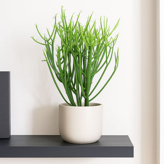 Euphorbia Tirucalli Pencil Cactus House Plant