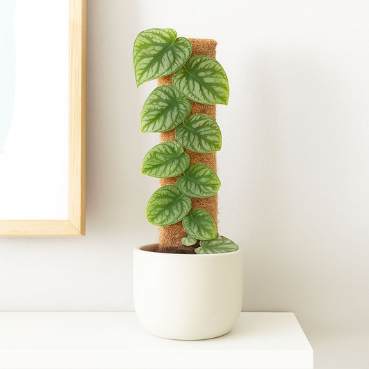 Monstera Dubia on Eco Mosspole House Plant